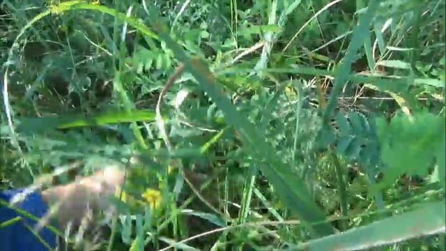 Зверобой.Заготавливаем,завариваем чай,свойства... смотреть онлайн