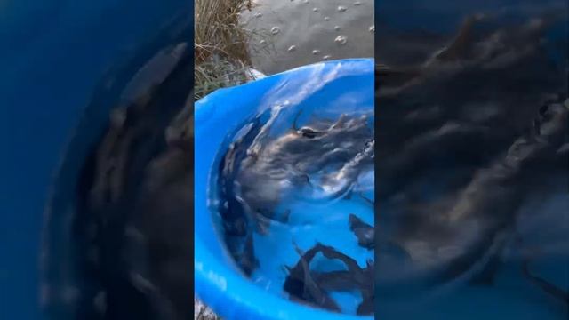 Сомики выпущены в пруд на зимовку! смотреть онлайн