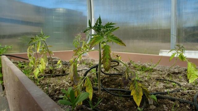 Высадка рассады в теплицу | Битва теплиц 4-й сезон смотреть онлайн