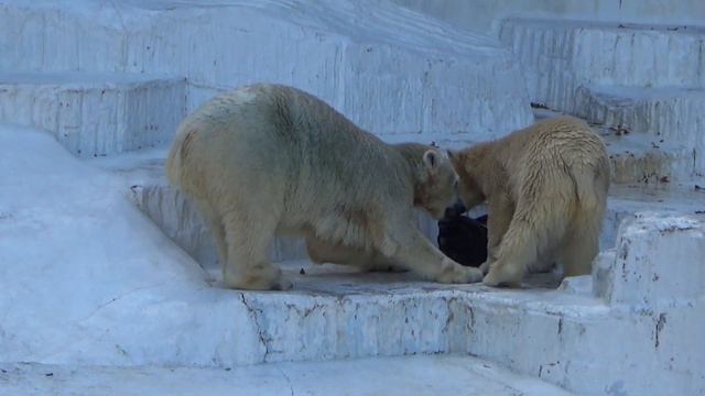 ホウちゃん吠える！ママのおやつ奪った！💗シロクマのホウちゃん【天王寺動物園】 смотреть онлайн