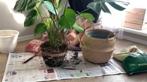 Пересадка Любимой Монстеры