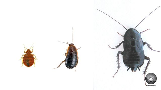 Как отличить постельного клопа от таракана смотреть онлайн