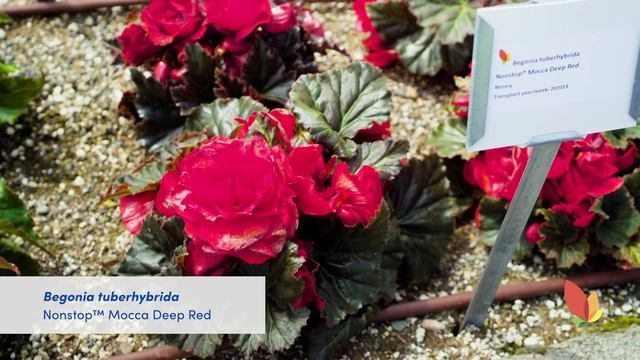 Smith Gardens | Benary | 6th Annual New Product Showcase смотреть онлайн