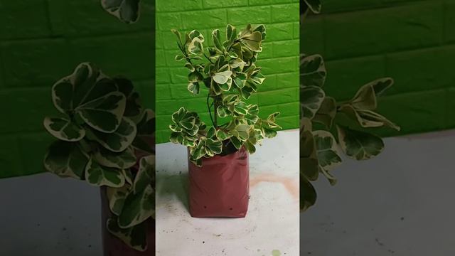 NEWLY PLANTED MARCOTTED VARIEGATED FICUS TRIANGULARIS смотреть онлайн