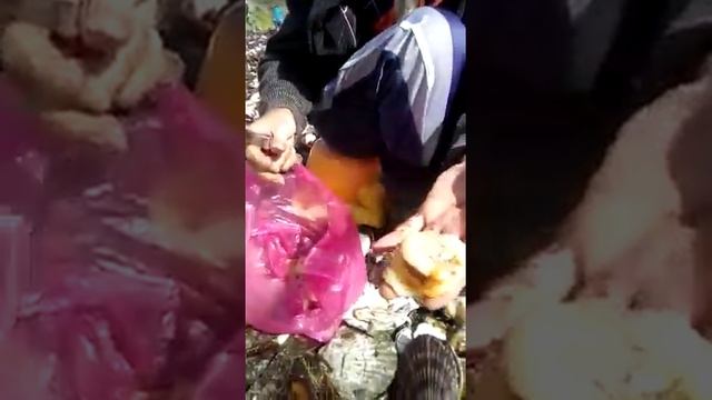 Вчерашний циклон выбросил тонны свежего гребешка в Анивском заливе смотреть онлайн