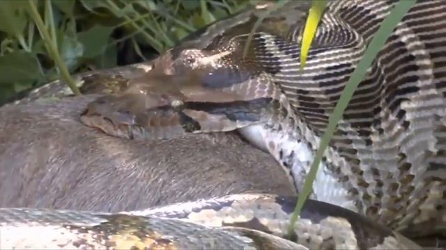 Monkey vs Python , Bats vs Snake vs peoples смотреть онлайн