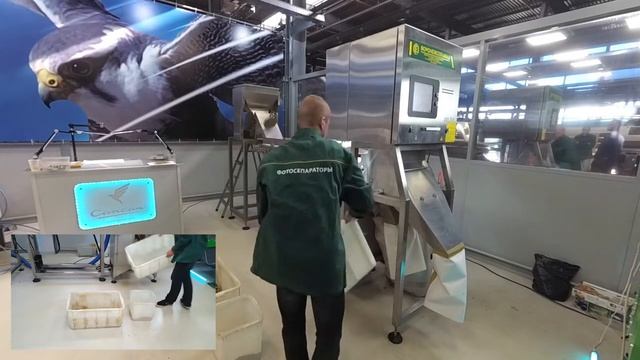 Сортировка Кедровых Орехов / Pine Nuts Sorting смотреть онлайн