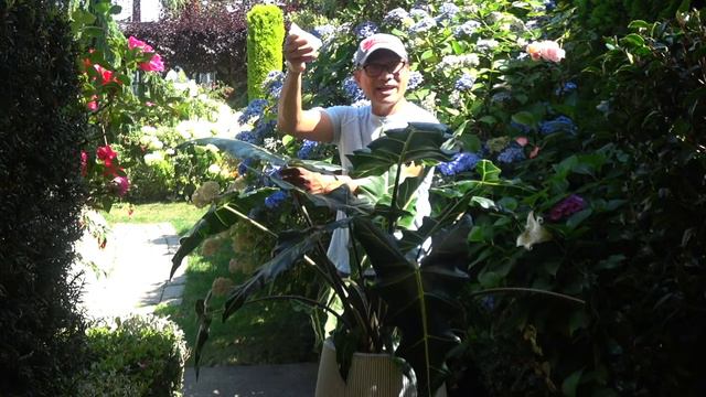 ALOCASIA SARIAN - CULTURE - PROPAGATION - DESIGN