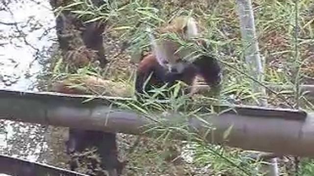 Panda roux du Jardin des Plantes смотреть онлайн