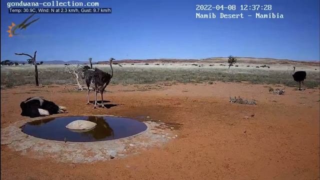 NamibiaCam: Ostrich chicks with guardian parents смотреть онлайн