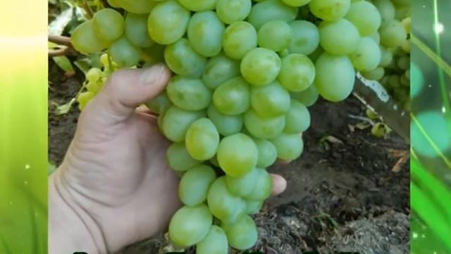 Виноград  Патрик (Grapes Patrick) 2015