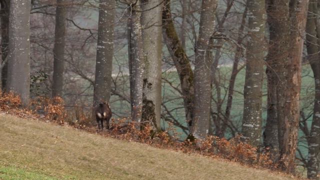 Funny Farm Animal Moments: Elephant, Dairy Cow, Dog, Chicken, Pig, Ladybug, Deer ... | Animal Sound