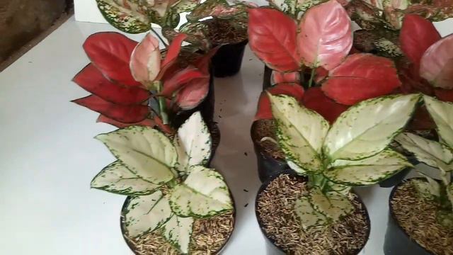 PAKET CAMPUR 12 POHON 975RB || MURAH MERIAH смотреть онлайн