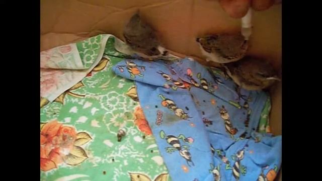 История моих птиц ( трясогузка) смотреть онлайн