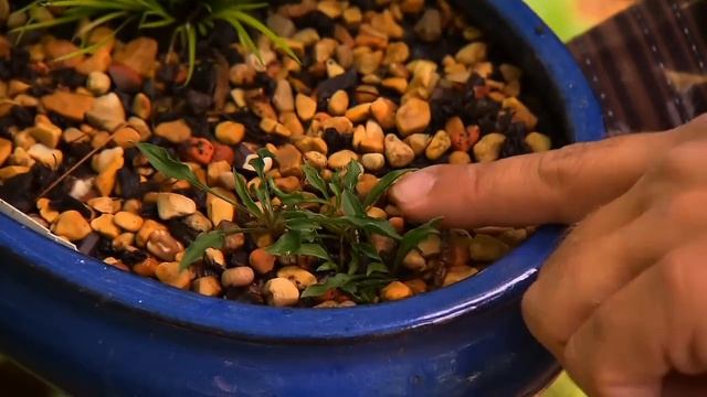 Hosta Garden Tour | Volunteer Gardener