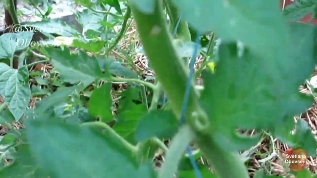 ЗАСЫХАЮТ ЛИСТЬЯ НА ТОМАТАХ! НЕ ДОПУСТИ ЧУМУ-БУРУЮ ПЯТНИСТОСТЬ! СРОЧНО ОБРАБОТАЙ ГОРЧИЦА+ЗОЛА.ЗАЩИТА смотреть онлайн