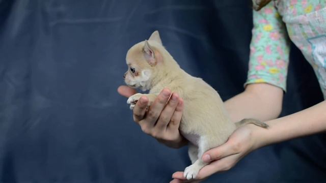 Продается девочка Чихуахуа. смотреть онлайн