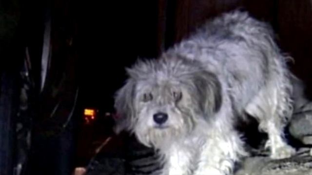 Брошенная собака неделями ждала возвращения своих хозяев. Невозможно поверить! смотреть онлайн