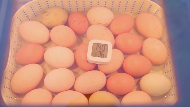 Выбор лучшего инкубатора смотреть онлайн