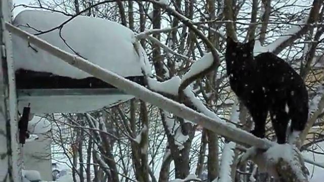 Феликс чуть не падает с ветки смотреть онлайн