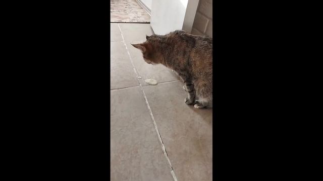 Кошка блюет 2 смотреть онлайн