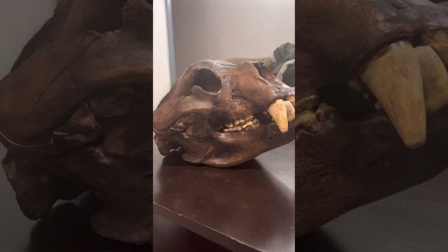 What do we know about ￼arctodus simus the short face bear смотреть онлайн