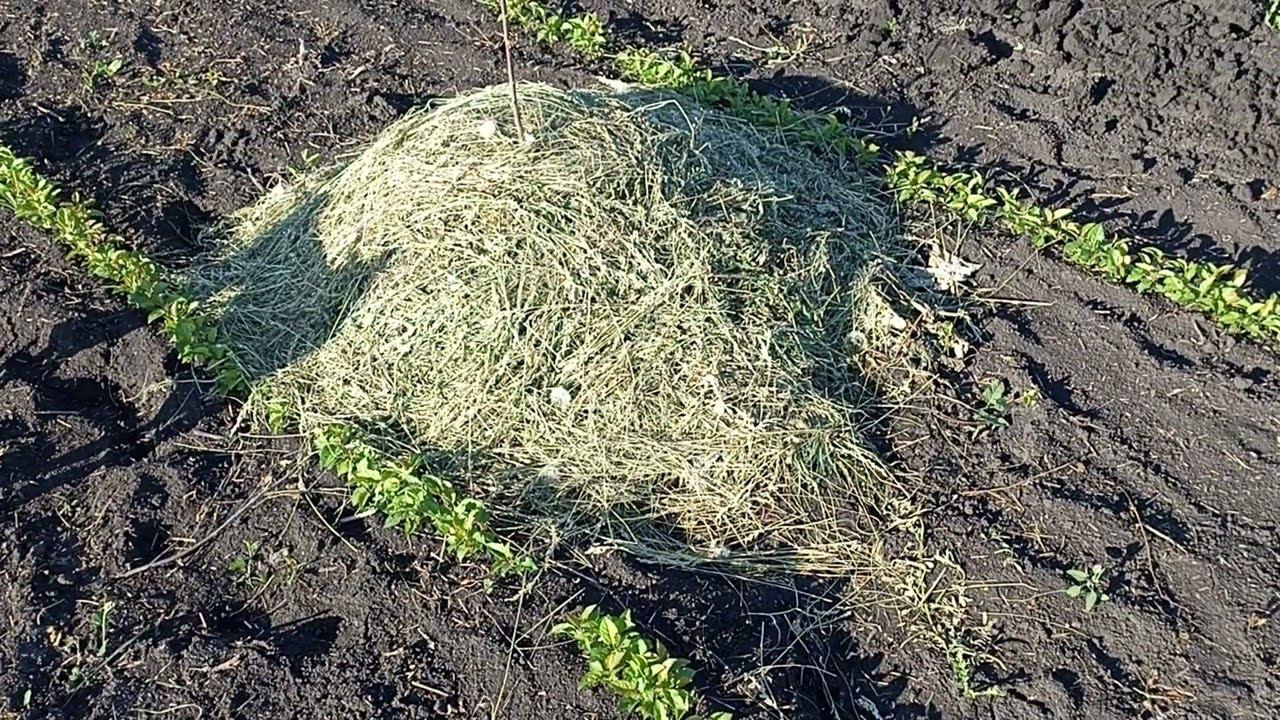 Обзор сеянцев яблок, груш, абрикосов в поле. Показываю абрикосы высаженные на холм. смотреть онлайн