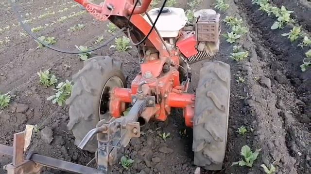Третий раз мотоблоком Агро окучиваю картошку. смотреть онлайн