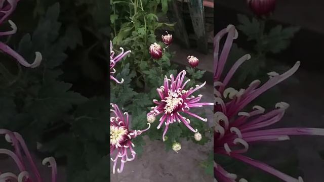 Vanilla-purple chrysanthemum? Ванильно-пурпурная хризантема? #shorts смотреть онлайн