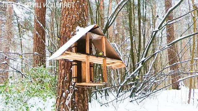 СВИРИСТЕЛИ,ДРОЗДЫ,СИНИЧКИ,ВОРОБЫШКИ ГОТОВЯТСЯ К ХОЛОДНОЙ ДЛИННОЙ ЗИМЕ.ДРУЗЬЯ КОРМИТЕ ЗИМОЙ ПТИЦ. смотреть онлайн
