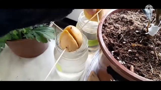 выращуем авокадо, у себя дома 🥑