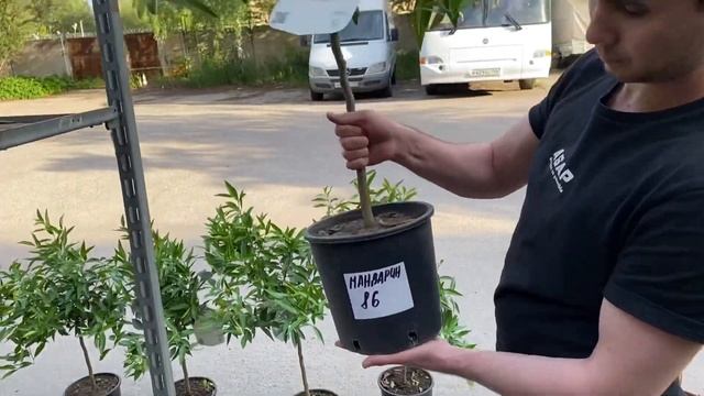 Обзор клементины, мандарины продолжение смотреть онлайн