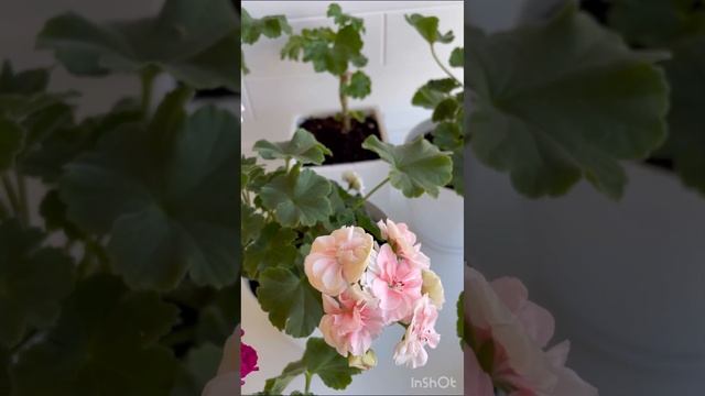 ‼️Приметы, суеверия, плюсы и минусы выращивания пеларгонии в доме?? #пеларгония #flowers #цветочки смотреть онлайн