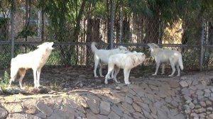 Вой полярного волка