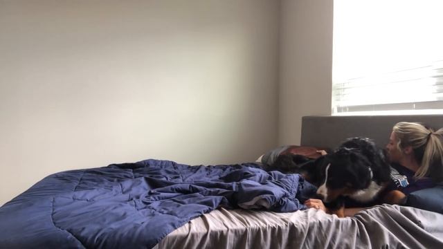 Life With A Bernese Mountain Dog | Part One смотреть онлайн