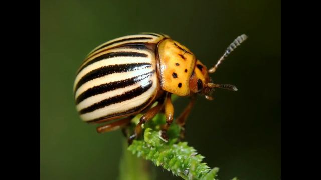 7. НАСЕКОМЫЕ к чему снятся?