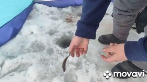 Ловля Подуста зимой. подуст пошёл!