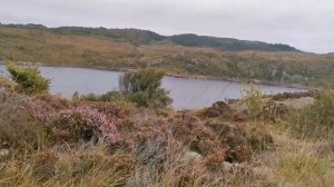 Вересковые пустоши. Чай и мед из вереска. Сажаю вереск.