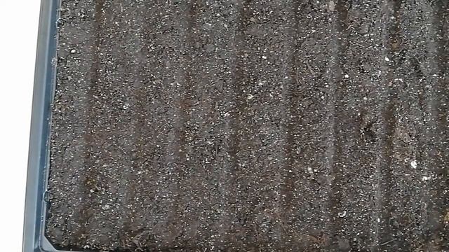 ТАКУЮ БЕГОНИЮ НЕЛЬЗЯ НЕ ПОЛЮБИТЬ!!! БЕГОНИЯ ИЗ СЕМЯН. смотреть онлайн