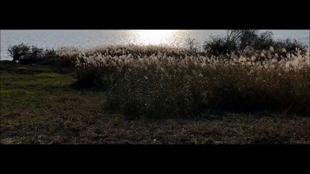 bruckner symphonie no 8 en ut mineur ( s. celibidache ) смотреть онлайн