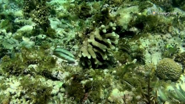 Full HD 1080p Video : Relaxing Piano Music ♫ Peaceful Ocean