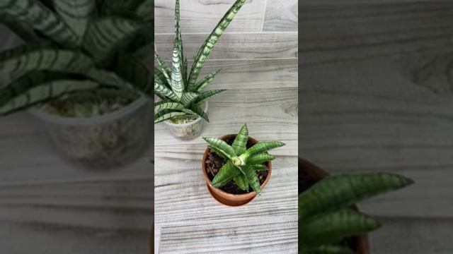 Sansevieria hybrid Gabriella / Tough lady смотреть онлайн