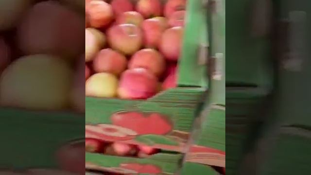 Яблоко ? сорт Гала Отечественное Кубанское от Марченко +79284244490 ОПТ ОТ 18 тонн ООО ФУД ЛАЙН РИО смотреть онлайн