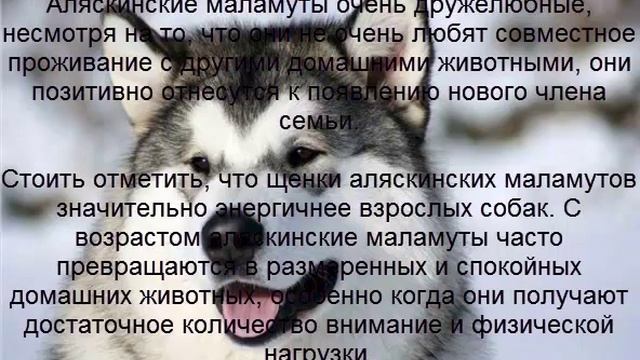 маламут описание породы содержание и уход