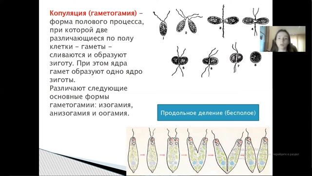⚡Тип простейшие. Общая характеристика. Жизненные циклы. Готовимся к ОГЭ и ЕГЭ по биологии. смотреть онлайн