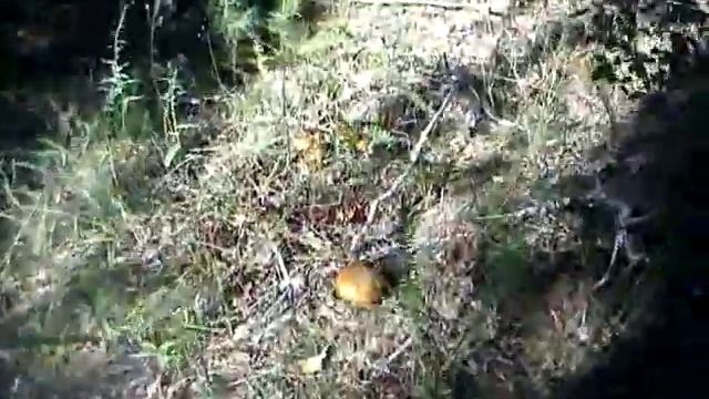 учитесь собирать грибы смотреть онлайн