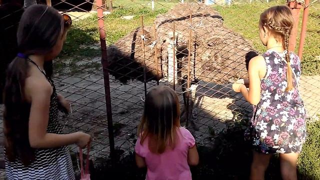 Кормим Страусов смотреть онлайн