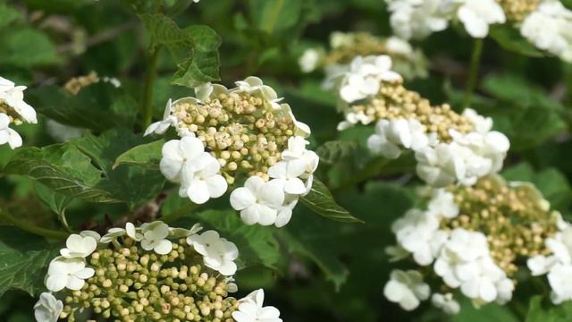 Kalina koralowa - Viburnum opulus cz1 смотреть онлайн