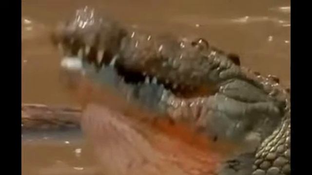 Самые опасные животные Африки 1 смотреть онлайн