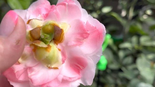 Цветение камелий ?? продолжается. Kamellia Japonica Principessa Baciocchi.